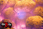 nhr2k5_390.jpg