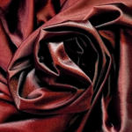2008-02-20_rose.jpg